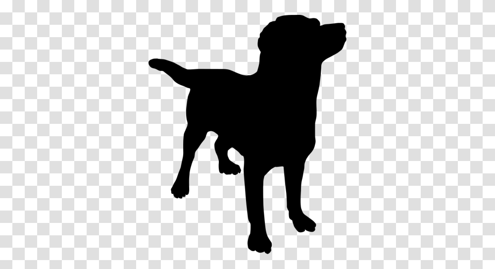 Dogs Gallery Isolated Stock Photos, Gray, World Of Warcraft Transparent Png