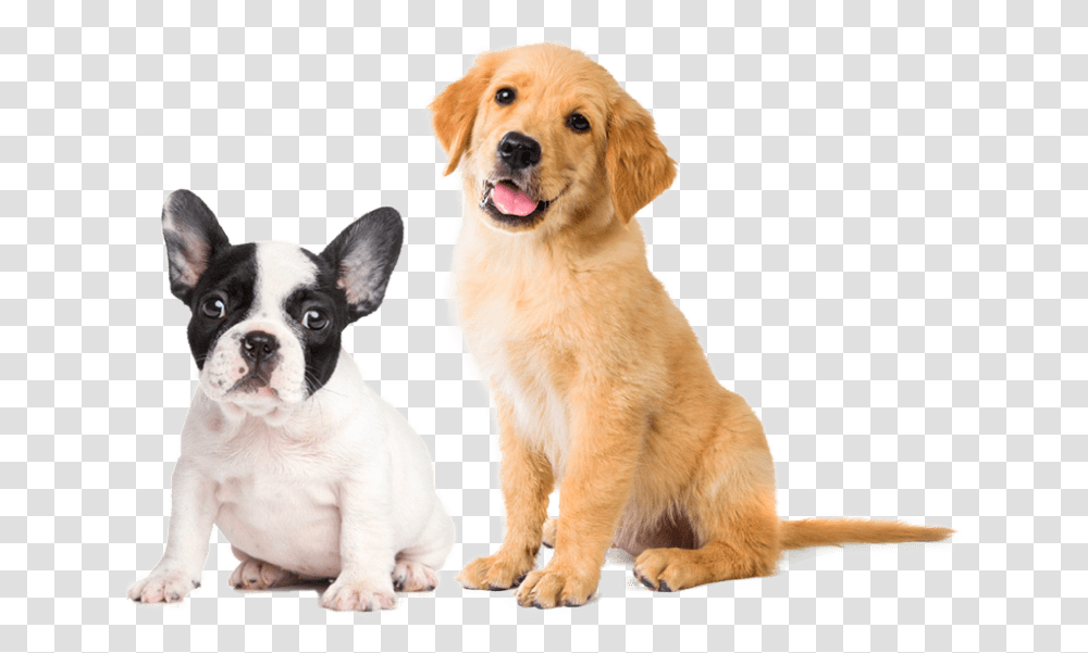 Dogs Golden Retriever Puppy, Pet, Canine, Animal, Mammal Transparent Png