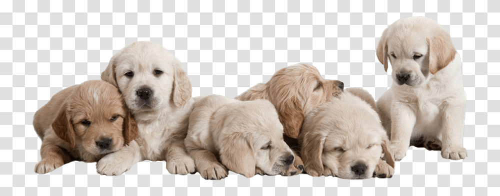 Dogs Health, Golden Retriever, Pet, Canine, Animal Transparent Png