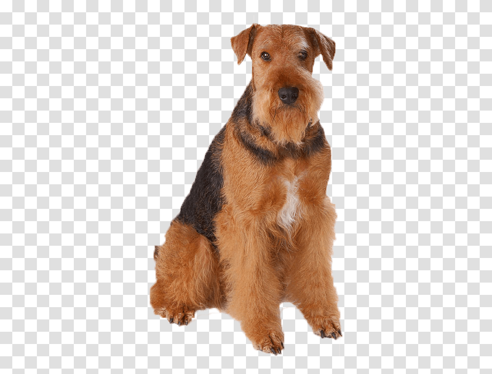 Dogs Image File Nice Small Dogs, Terrier, Pet, Canine, Animal Transparent Png