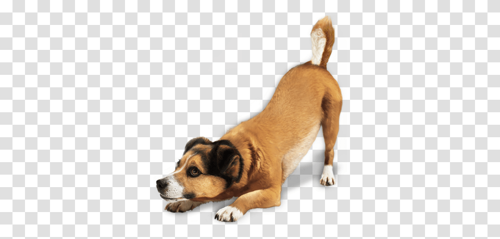 Dogs Image Without Background Dog, Pet, Canine, Animal, Mammal Transparent Png