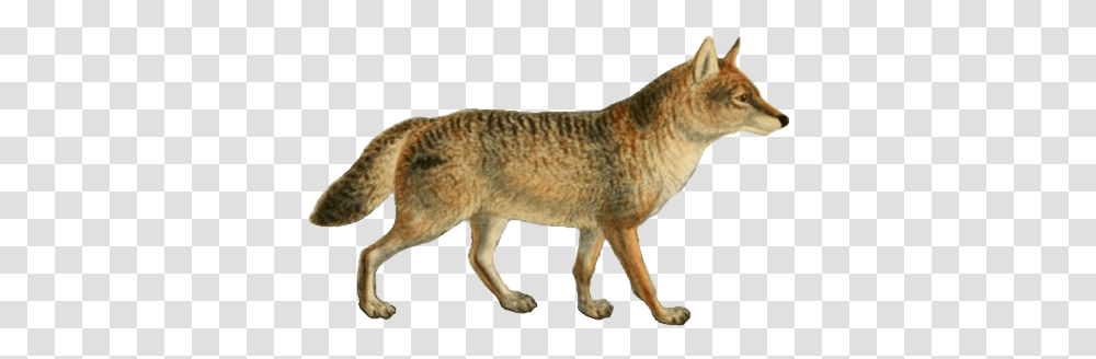 Dogs Jackals Wolves And Foxes Jackal, Coyote, Mammal, Animal, Canine Transparent Png