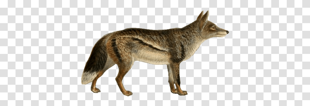 Dogs Jackals Wolves And Foxes Jackal, Coyote, Mammal, Animal, Wolf Transparent Png