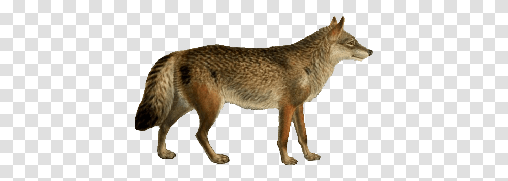 Dogs Jackals Wolves And Foxes Simple Phylogenetic Tree Dogs, Coyote, Mammal, Animal, Canine Transparent Png