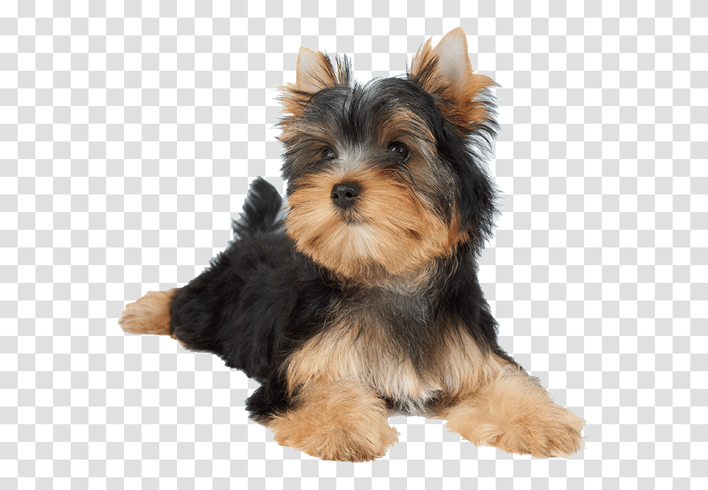 Dogs Photo Dog Laying, Pet, Canine, Animal, Mammal Transparent Png