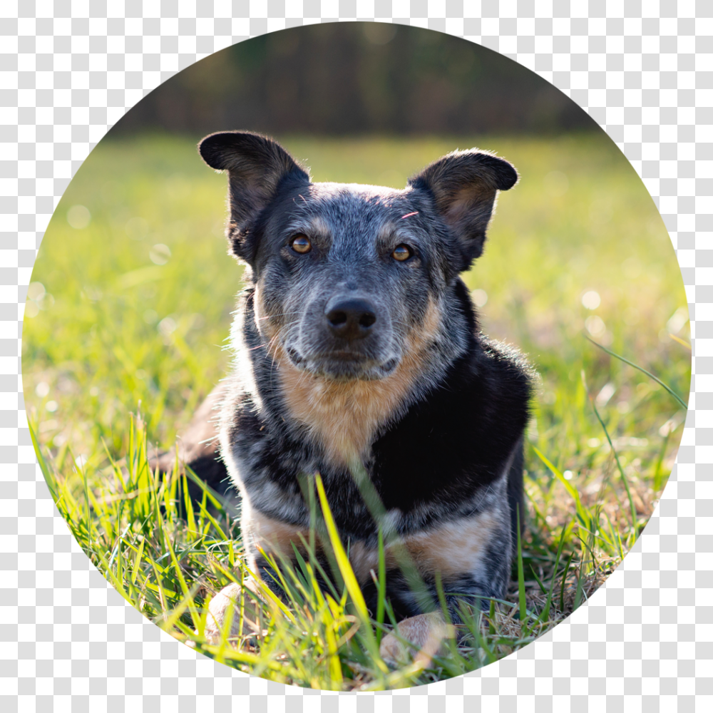 Dogs Playing Australian Stumpy Tail Cattle Dog, Puppy, Pet, Canine, Animal Transparent Png