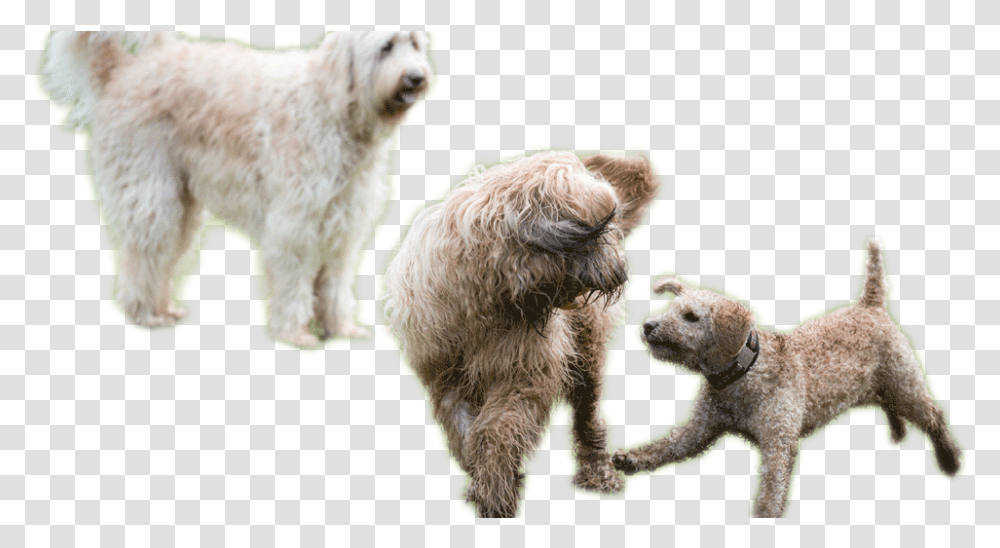 Dogs Playing Dogs Playing, Mammal, Animal, Pet, Canine Transparent Png