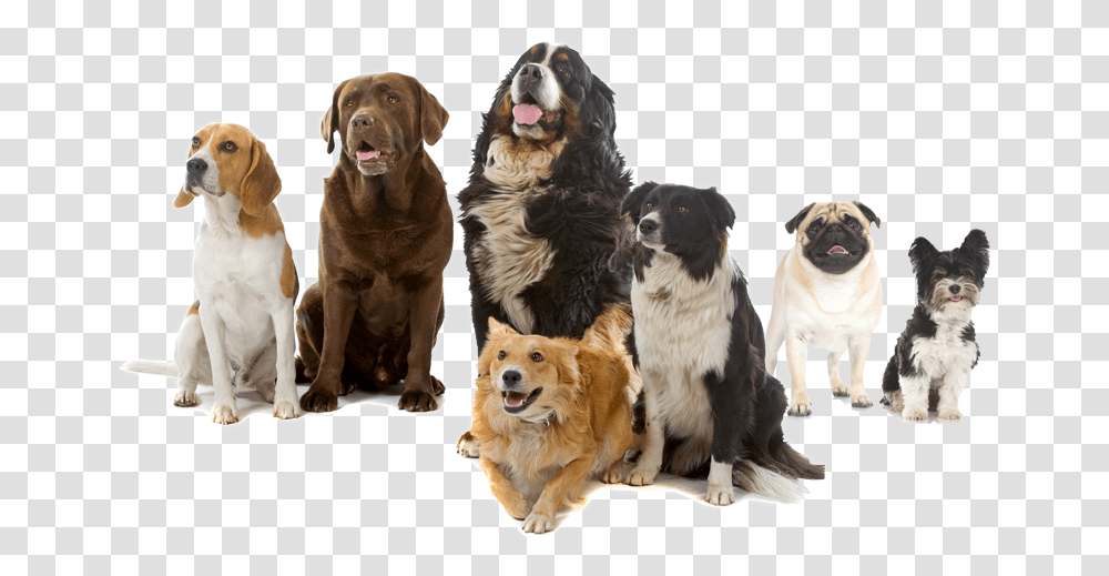 Dogs Playing, Pet, Canine, Animal, Mammal Transparent Png