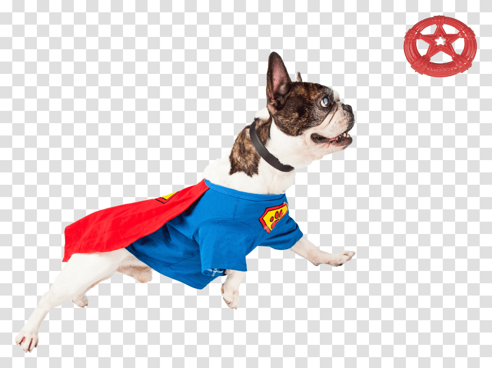 Dogs Playing Super Dog Transparent Png