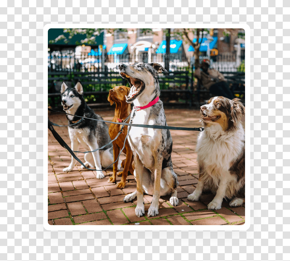 Dogs Posing For A Dog Walker Big Dog On Walk, Pet, Canine, Animal, Mammal Transparent Png