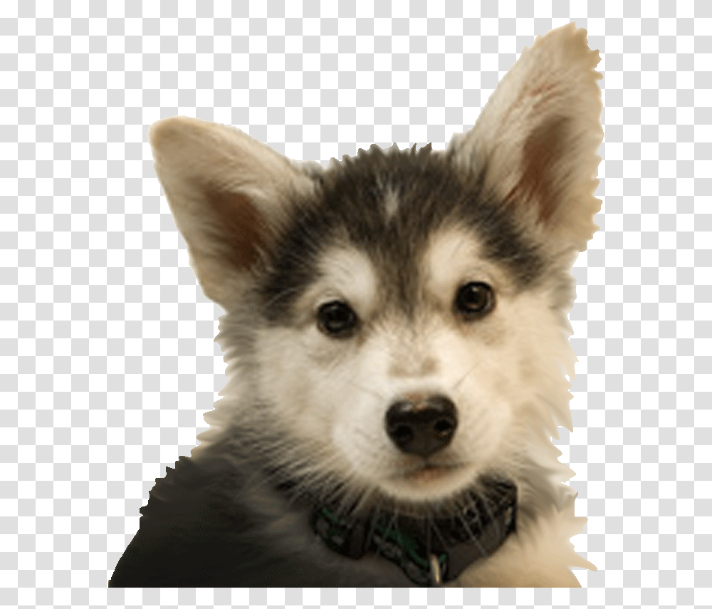 Dogs Rhgov, Husky, Pet, Canine, Animal Transparent Png