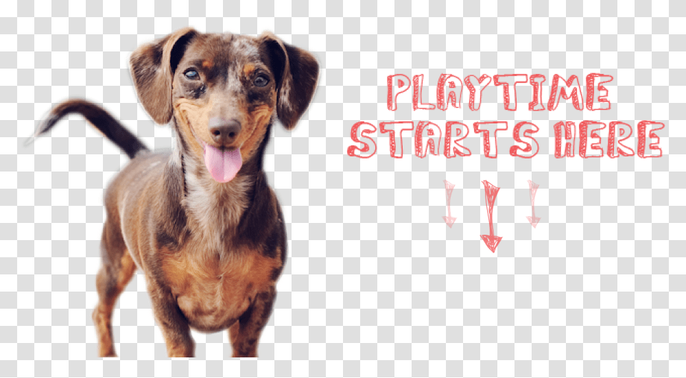 Dogs Smiling, Pet, Canine, Animal, Mammal Transparent Png