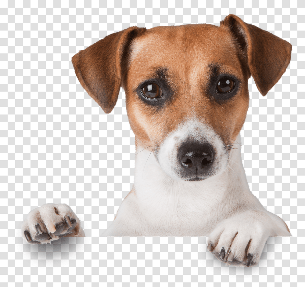 Dogs Transparent Png