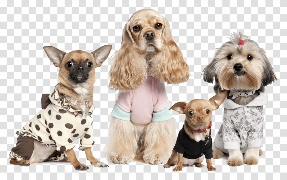 Dogs Variety, Puppy, Pet, Canine, Animal Transparent Png