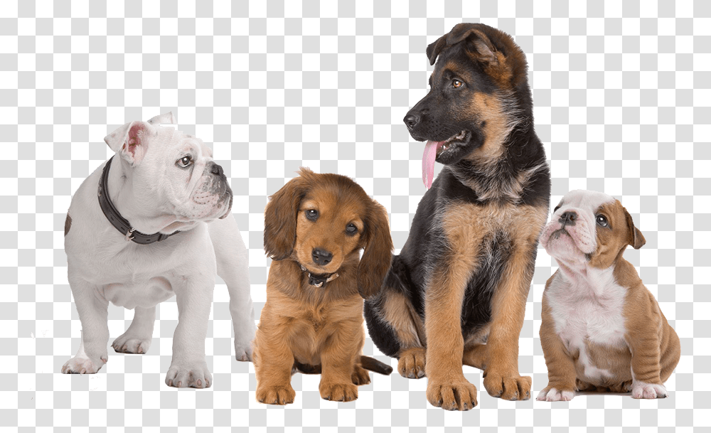 Dogs With Background, Canine, Mammal, Animal, Pet Transparent Png