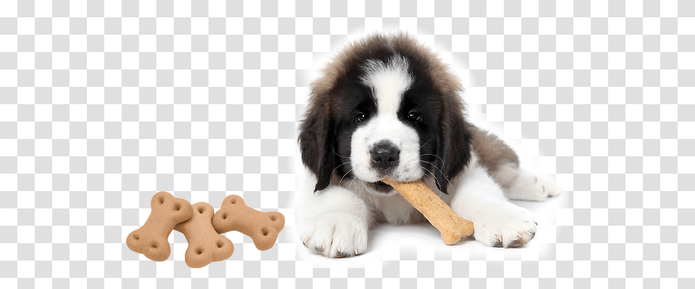 Dogs With Treats, Pet, Canine, Animal, Mammal Transparent Png
