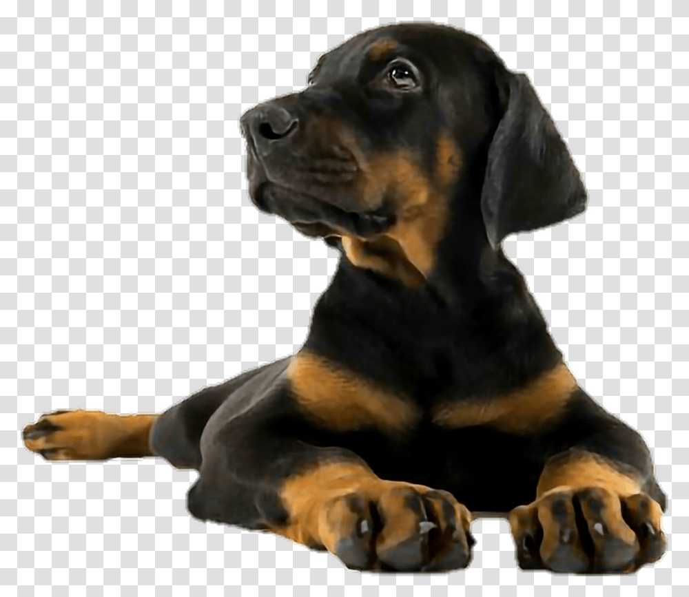 Dogvertebratedog Black And Tan Houndpolish Hunting Puppy Doberman Pinscher, Pet, Canine, Animal, Mammal Transparent Png