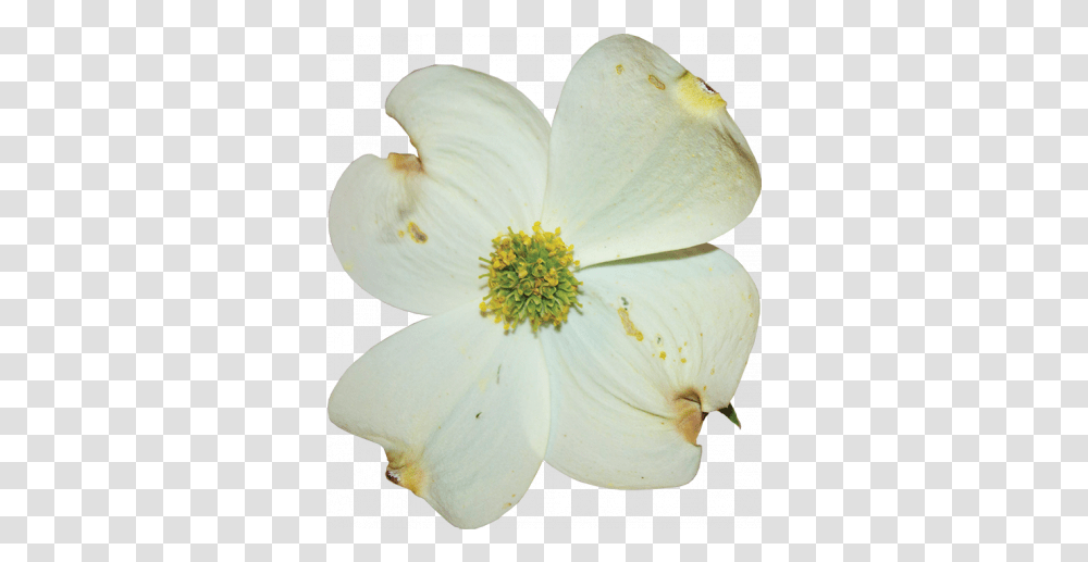 Dogwood Flower 03 Graphic Rosa Sericea, Pollen, Plant, Blossom, Petal Transparent Png