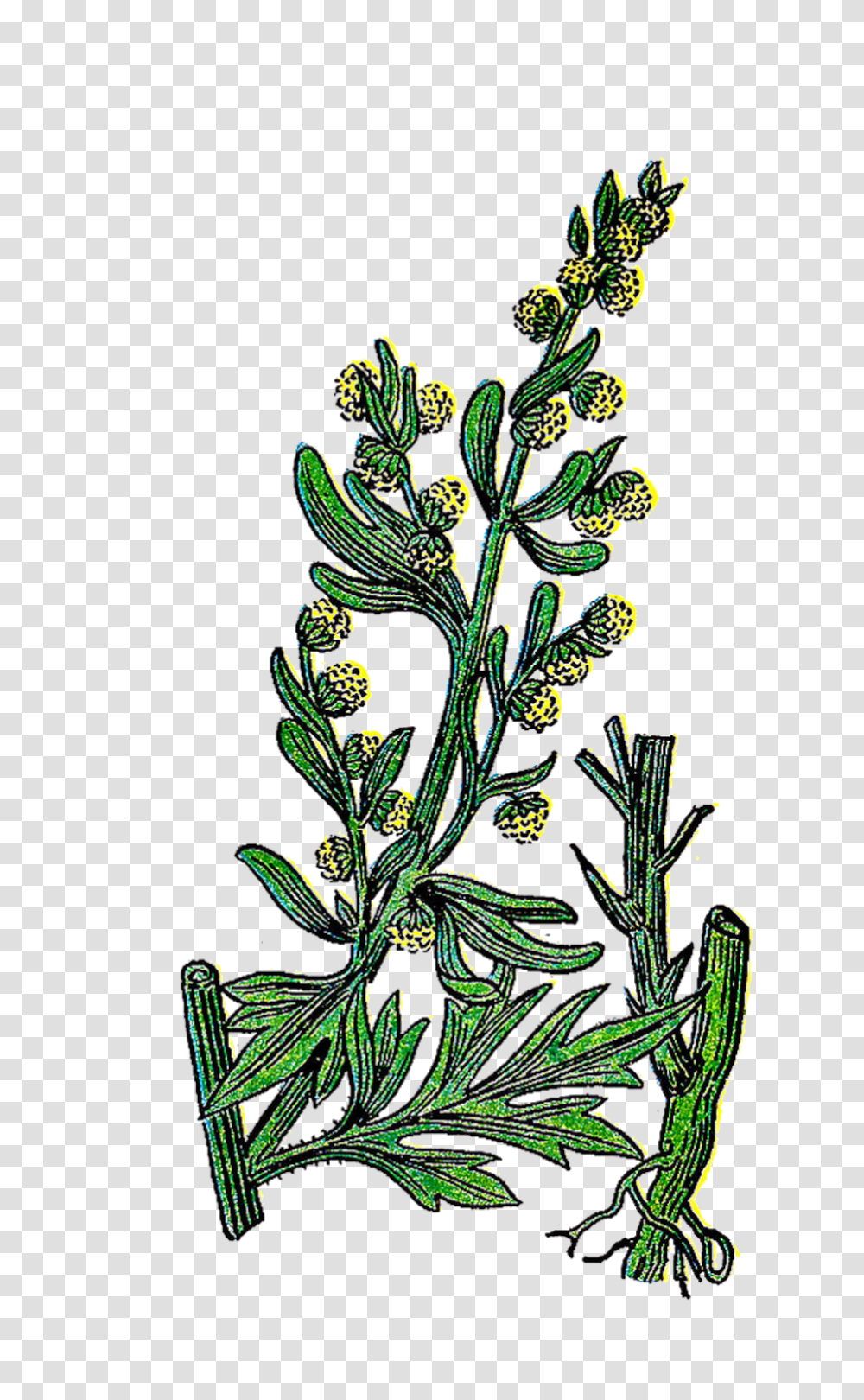 Dogwood Flower Clip Art, Plant, Vase, Jar, Pottery Transparent Png