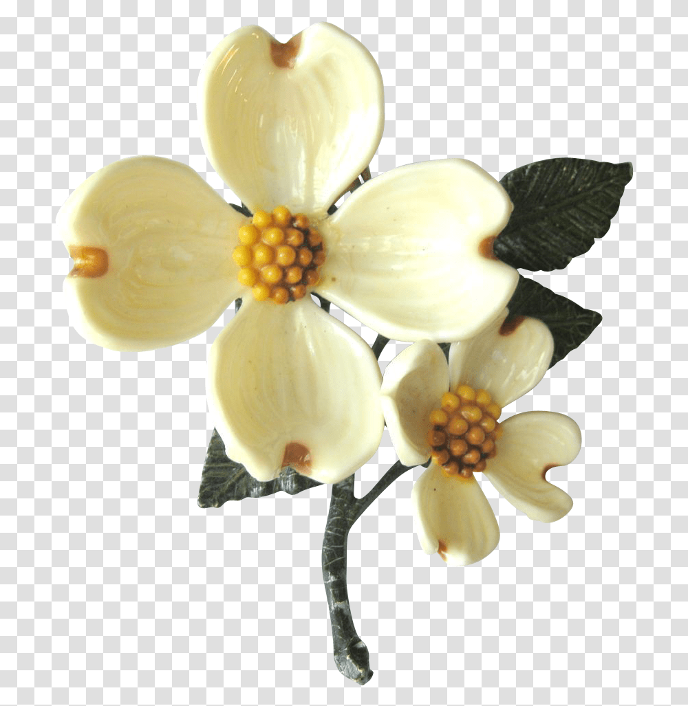 Dogwood Flower Dogwood Flower, Petal, Plant, Pollen, Anther Transparent Png