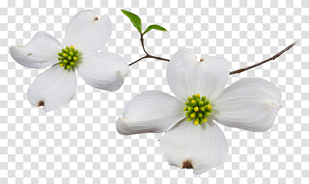 Dogwood Flower Dogwood Flower White Background, Plant, Pollen, Blossom, Petal Transparent Png