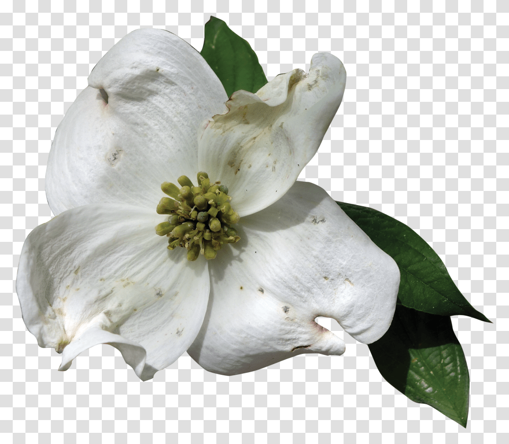 Dogwood Flower Florida State Flower, Pollen, Plant, Acanthaceae, Fungus Transparent Png