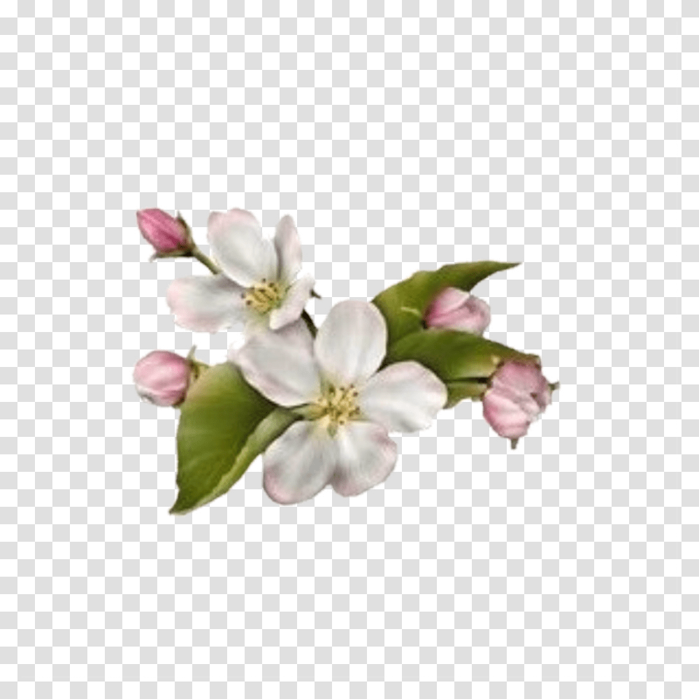 Dogwood Flower No Background, Floral Design, Pattern Transparent Png