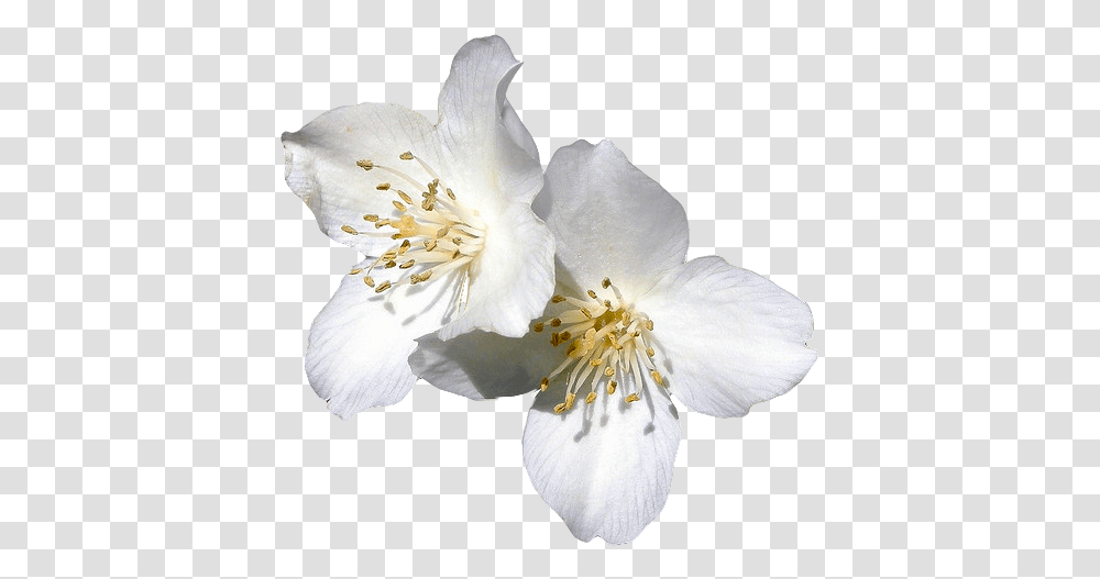 Dogwood Images Clipart Jasmine Flower Clear Backgrounds, Plant, Pollen, Blossom, Geranium Transparent Png
