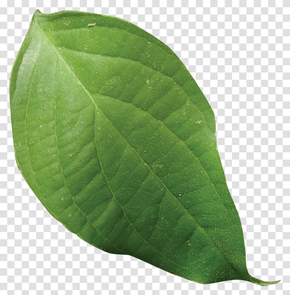 Dogwood Leaf Free Saman, Plant, Tennis Ball, Sport, Sports Transparent Png