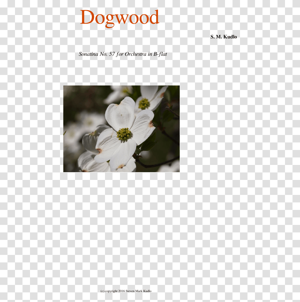 Dogwood Sheet Music For Flute Clarinet Oboe Bassoon Evergreen Rose, Plant, Pollen, Flower, Blossom Transparent Png
