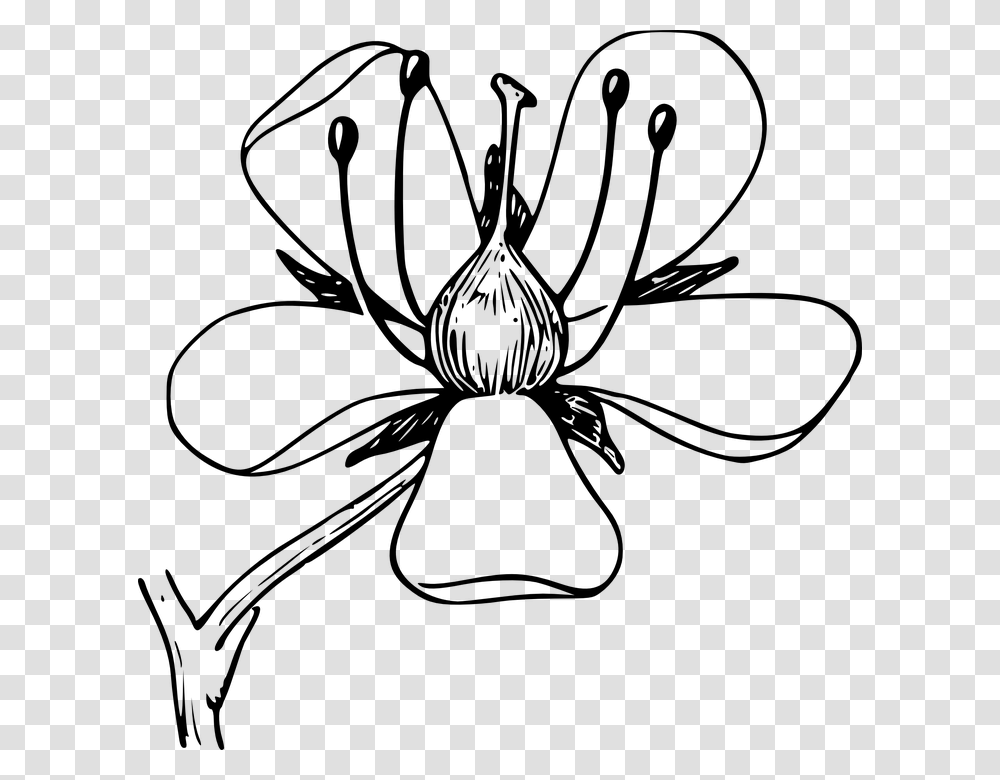 Dogwood Tree Clipart Free Download Collection Of Parts Of A Flower Clipart Black And White, Gray, World Of Warcraft Transparent Png