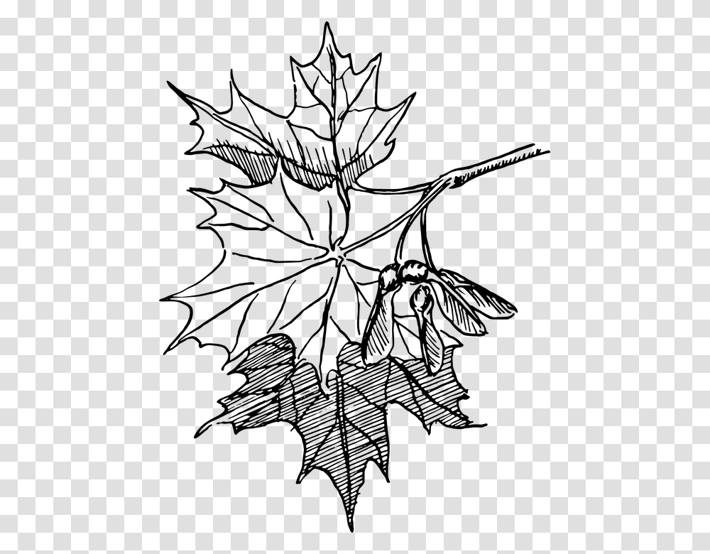 Dogwood Tree Drawing 18 Buy Clip Art Maple Leaf Line Art, Gray, World Of Warcraft Transparent Png