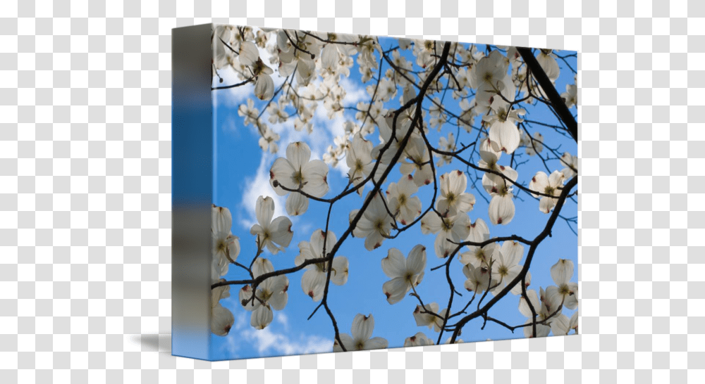 Dogwood Tree Flowers Ohio By Richard Wood Cherry Blossom, Plant, Bird, Animal, Petal Transparent Png
