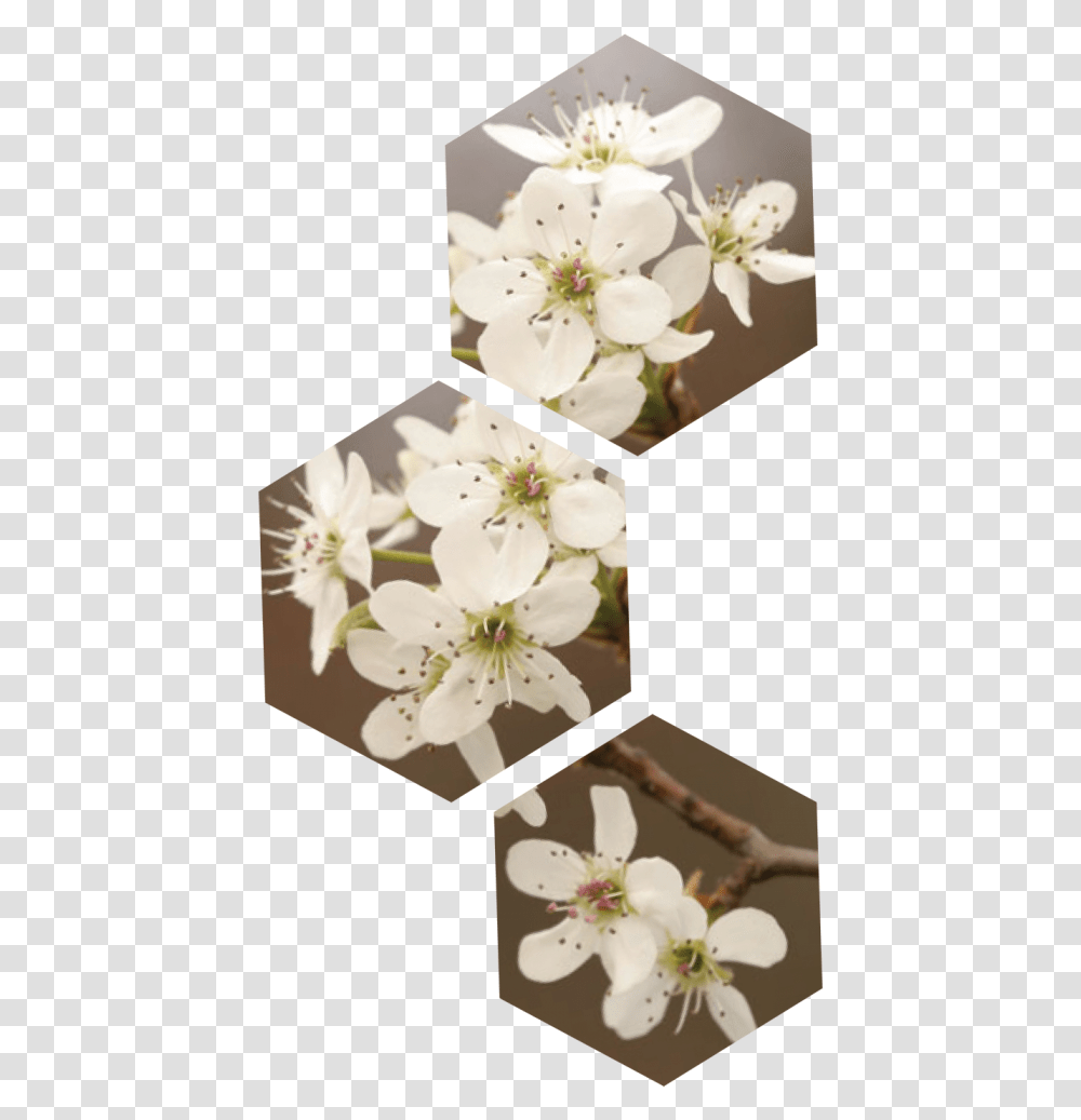 Dogwood Tree Pear Blossom Flower, Plant, Geranium, Cherry Blossom, Petal Transparent Png