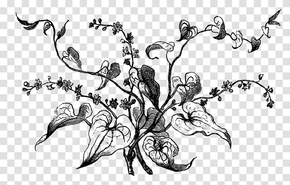 Dogwood Tree Picture Black And White Stock Bryony Flower Line Drawing, Outer Space, Astronomy, Outdoors, Nature Transparent Png