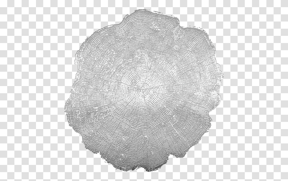 Doily, Spider Web, Tablecloth Transparent Png