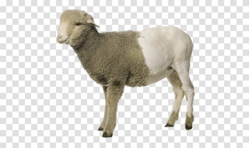 Dolly Sheep, Mammal, Animal, Goat Transparent Png