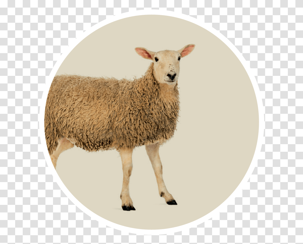 Dolly The Sheep, Mammal, Animal Transparent Png