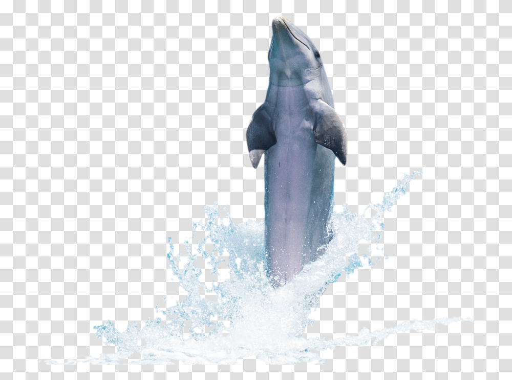 Dolphin 960, Animals, Mammal, Snowman, Winter Transparent Png