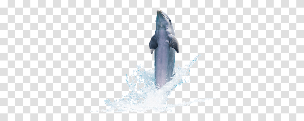 Dolphin Nature, Outdoors, Ice, Snow Transparent Png