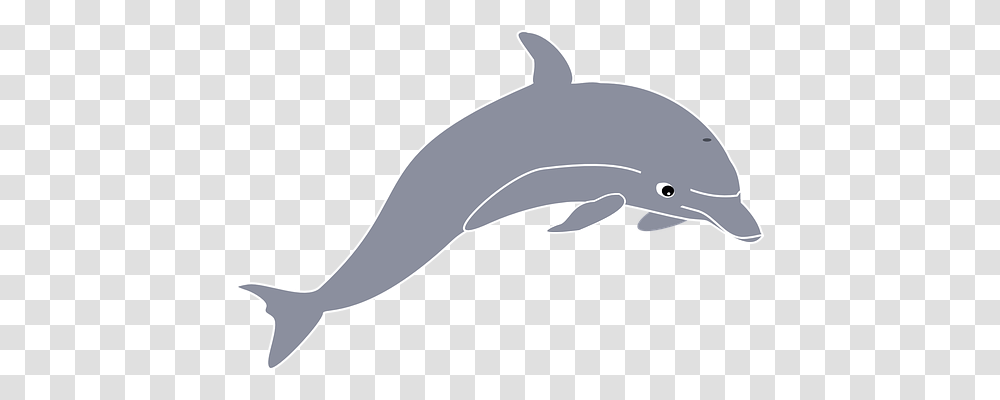 Dolphin Animals, Sunglasses, Accessories, Accessory Transparent Png