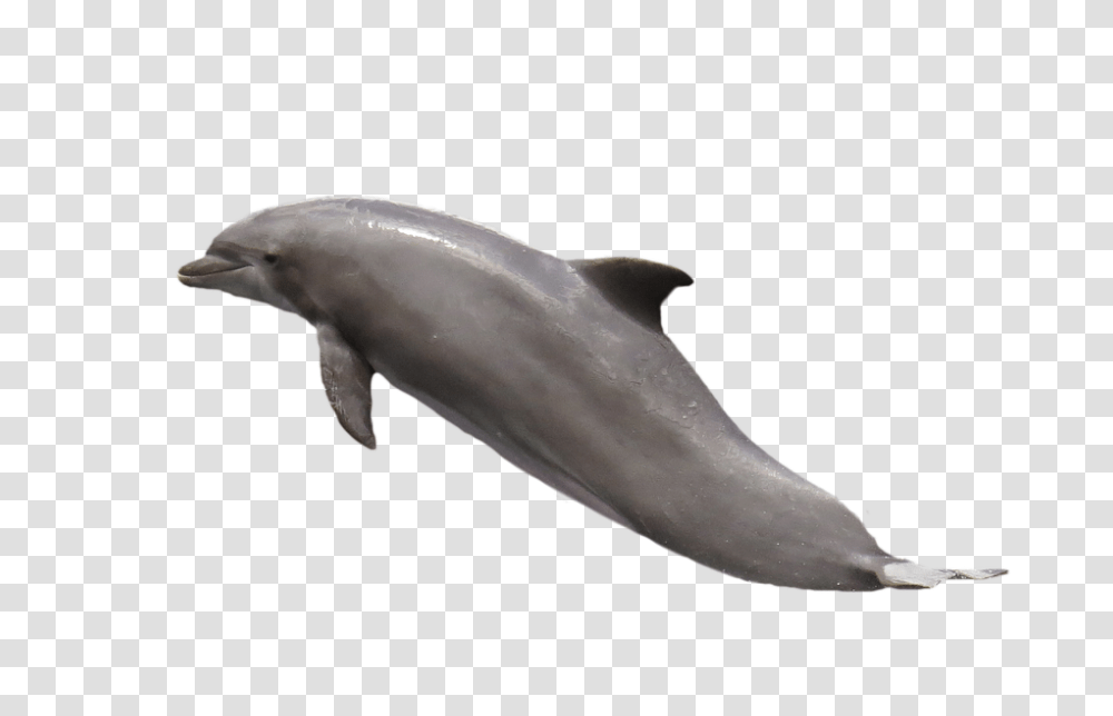 Dolphin 960, Animals, Sea Life, Mammal, Shark Transparent Png