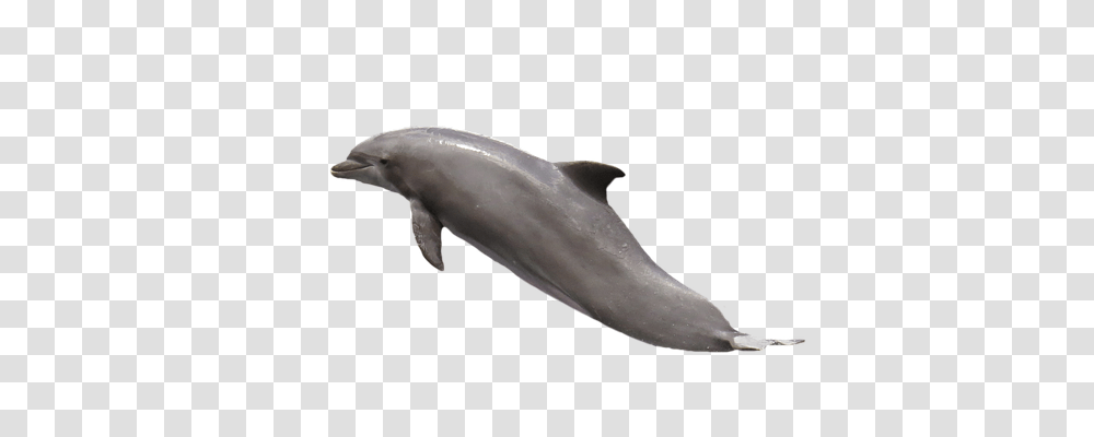 Dolphin Animals, Sea Life, Mammal, Shark Transparent Png