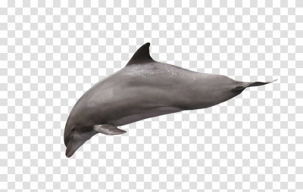 Dolphin 960, Animals, Sea Life, Mammal, Shark Transparent Png