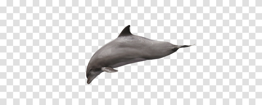 Dolphin Animals, Sea Life, Mammal, Shark Transparent Png