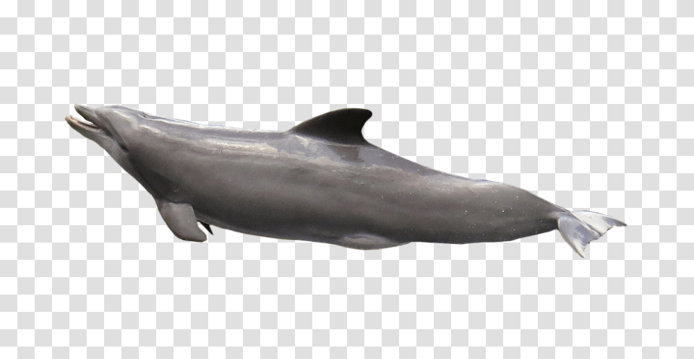 Dolphin 960, Animals, Shark, Sea Life, Fish Transparent Png