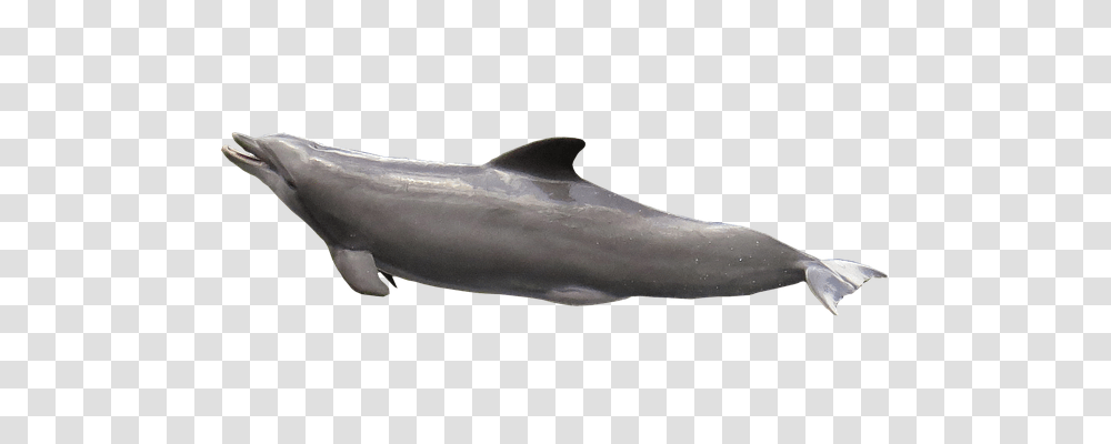 Dolphin Animals, Mammal, Sea Life, Shark Transparent Png