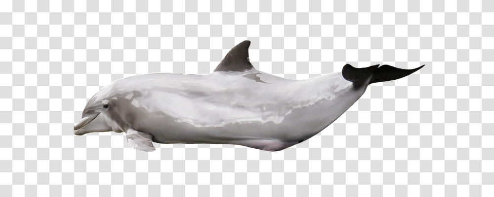 Dolphin Animals, Sea Life, Mammal, Shark Transparent Png