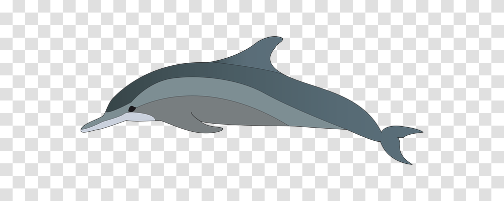 Dolphin Holiday, Sea Life, Animal, Mammal Transparent Png