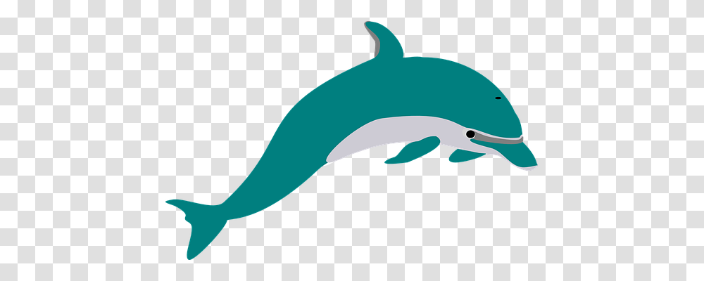 Dolphin Animals, Sea Life, Mammal Transparent Png